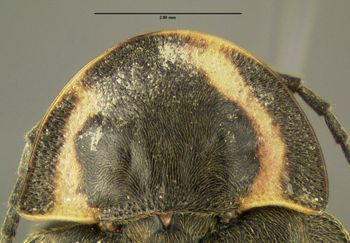 Media type: image;   Entomology 612496 Aspect: pronotum dorsal